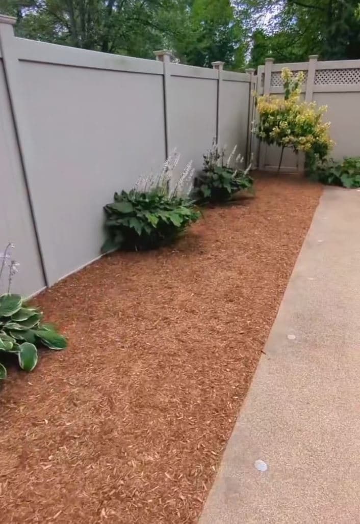 Freshly mulched garden bed with hostas running along a backyard fence