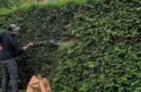 Cedar Hedge Trimming & Pruning