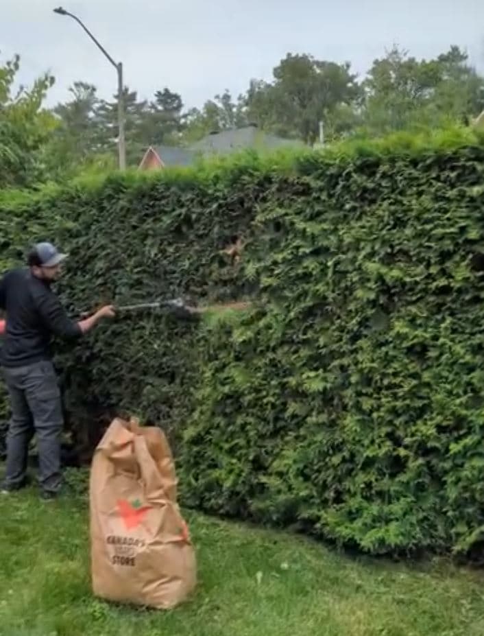 Adel's Yard Services crew member trimming a tall cedar hedge in Ottawa, with a yard waste bag ready for the clippings