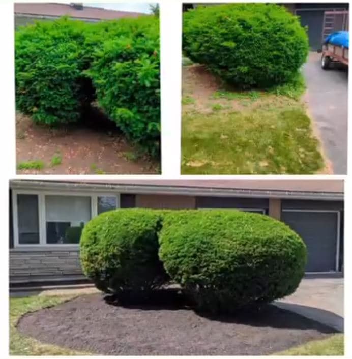 Hedge Trimming work by Adel's Yard Services