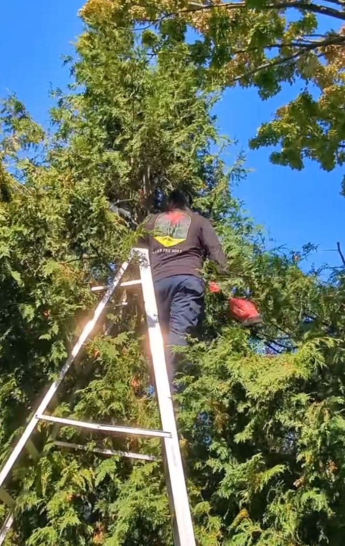 Crew member working from a ladder to cut back a tall cedar