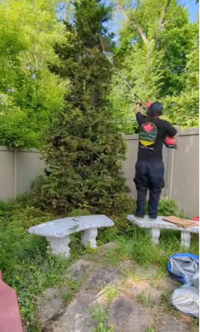Crew member cutting down an overgrown evergreen beside a backyard fence
