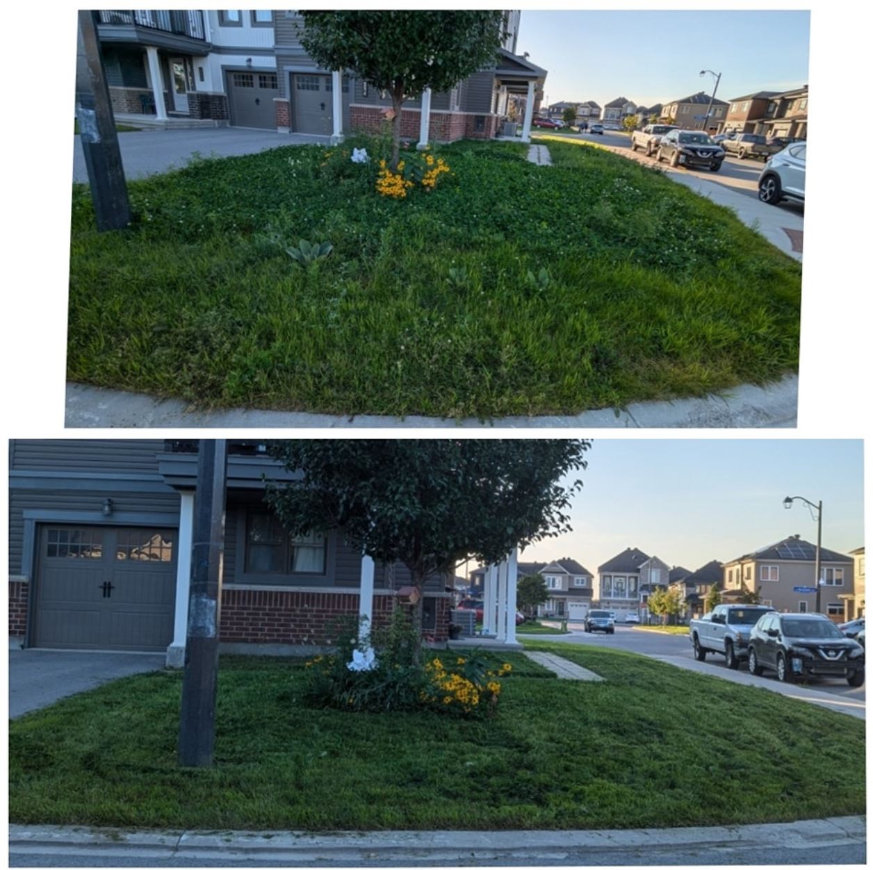 Before and after: an overgrown, weedy corner lawn in a newer subdivision mowed and trimmed back into shape