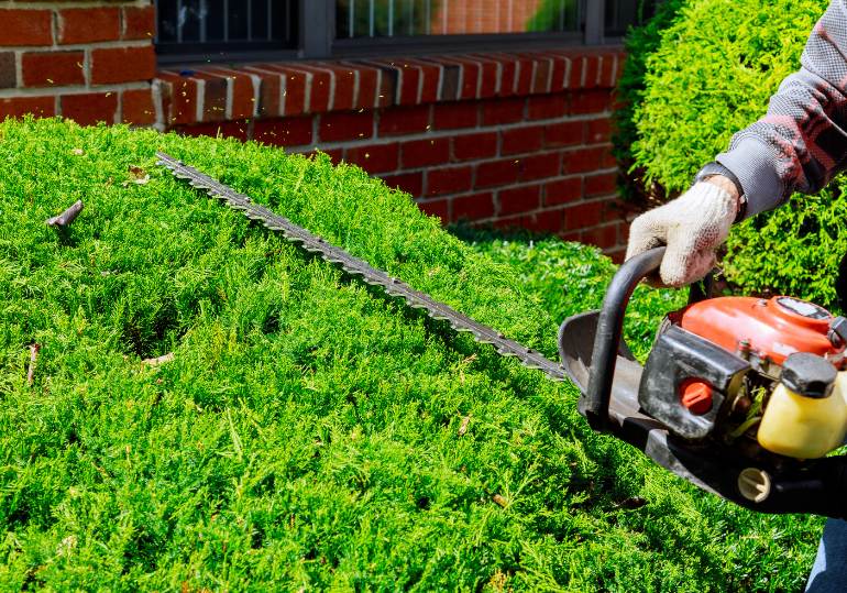 Hedge or Small Tree Removal
