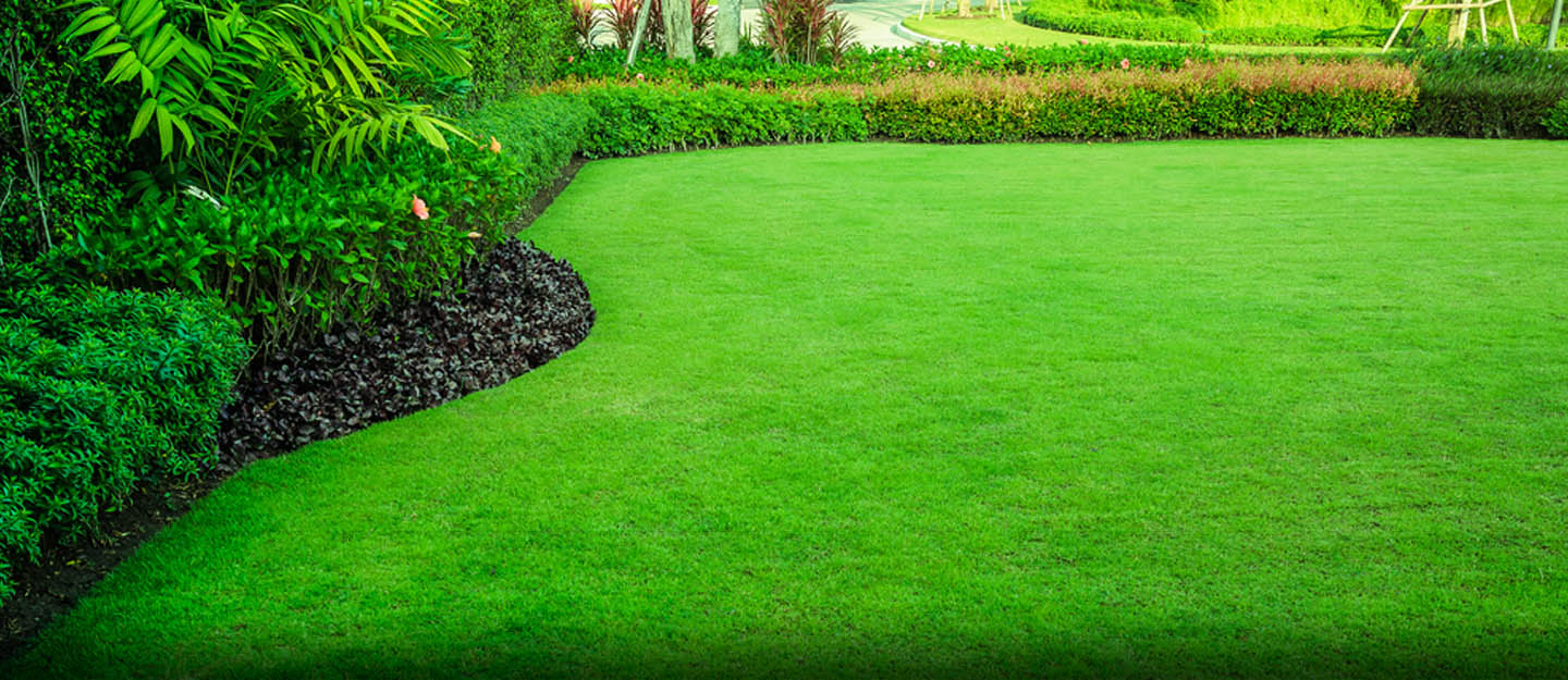 One-Time Lawn Cut